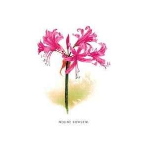  Nerine Bowdeni 20x30 poster