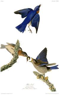 No. 113 Bluebird Havell Audubon Print  