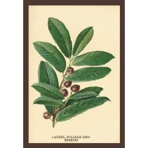  Exclusive By Buyenlarge The Laruel. Foliage and Berries 