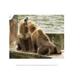  Grizzly Bear Cubs 10.00 x 8.00 Poster Print