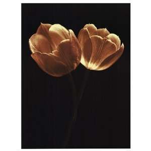 Illuminated Tulips II Poster by Ilona Wellmann (19.00 x 25 
