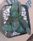 Gasteria armstrongii Hybrid Thick Green Leaves All Pups Included 57 