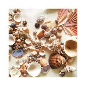   Beach Collection   12 x 12 Paper   Beach Shells Arts, Crafts & Sewing