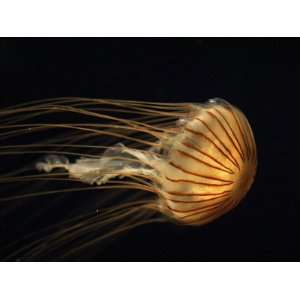 Northern Sea Nettle Jellyfish (Chrysaora Melanaster) Northern Pacific 