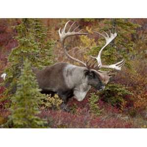 Bull Porcupine Caribou (Grants Caribou) (Rangifer Tarandus Granti 