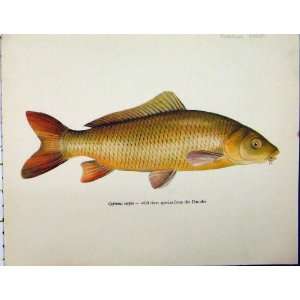  Common Carp C1977 Fish Antique Colour Print Scales