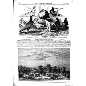  1851 CORN FIELD PIGEONS BIRDS PYNE PERCIVAL PARKINSON