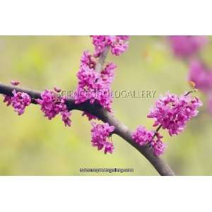  Cercis canadensis var.texensis Oklahoma Photographic 