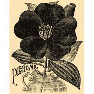 1895 Print Pleroma Splendens Flowers Art   Original Halftone Print 