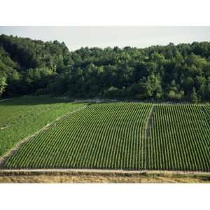  Chablis Vineyards, Fleys, Near Chablis, Yonne, Burgunday 