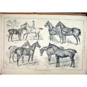   1883 Mr Chennells Newmarket Hacks Horses Signet Becca