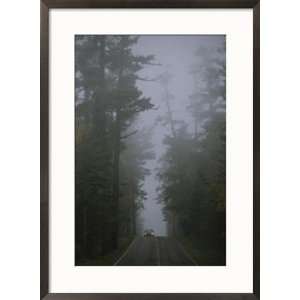  Ancient white pines line a roadway in Superior National Forest 