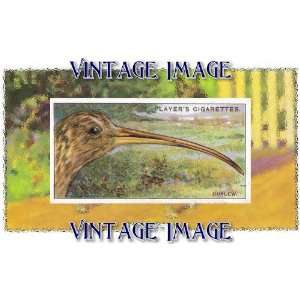   inch x 4 inch (14 x 10cm) Bird Curlew Vintage Image