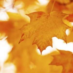  Autumn Leaves in Soft Sunshine II Premium Poster Print 