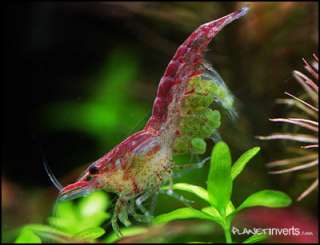 Red Cherry Shrimp Female with Green Eggs
