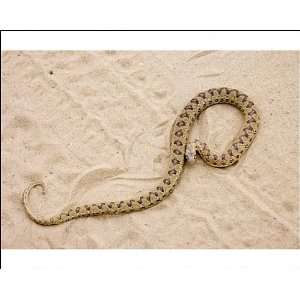  Common Egg eater Snake basking in roadway Photographic 