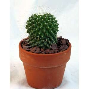   Lace Cactus   Mammillaria   3 Clay Pot   Easy Patio, Lawn & Garden