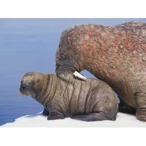  Female Atlantic Walrus Nuzzles her Young Calf Stretched 