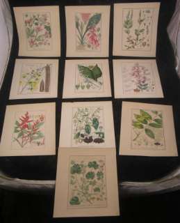 Flowers Botanical hand colored c.1850s lot 10 plates  