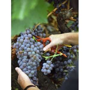  Vineyard Worker Harvesting Bunch of Grenache Noir Grapes, Collioure 