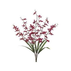  25 Singapore Orchid Bush x6 Beauty (Pack of 12)