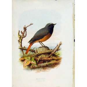  Thorburn C1883 Familiar Birds Redshank Color Print