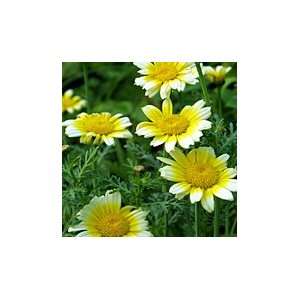  Shungiku Edible Chrysanthemum   Pack Patio, Lawn & Garden