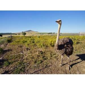  Tourist Farm, Ostrich Ranch, South Africa, Africa 