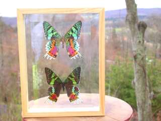 Madagascar Moth Museum Mount Bright Colors Framed  