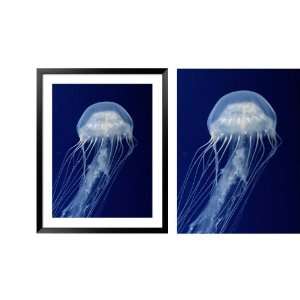  Framed Moon Jellyfish