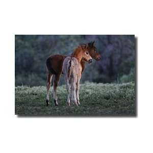 Two Foals Watch Stud Fight Shingletown California Giclee Print  