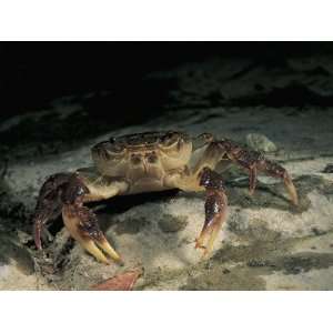 Close Up of a Lenten Crab on a Rock (Potamon Edule) Photographic 
