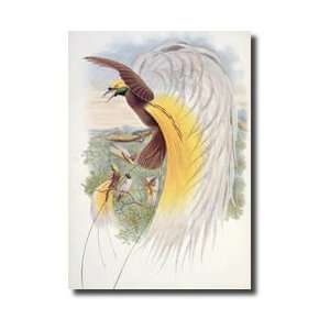  Bird Of Paradise From birds Of New Guinea Giclee Print 