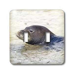  VWPics Sealions and Seals   Hawaiian Monk Seal swimming 