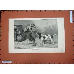  1884 Dadd Fine Art Puppy Dogs Cage Growling Greenaway 