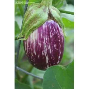  Listada De Gandia Eggplant Seeds