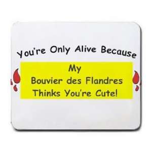  Youre Only Alive Because My Bouvier des Flandres Thinks 