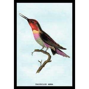  Vintage Art Hummingbird Trochilus Anna   15222 2