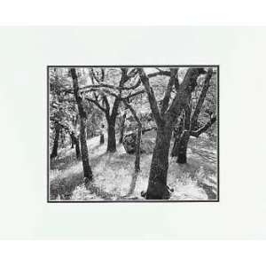  Ansel Adams   Forest, Castle Rock LG Matted
