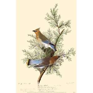 VINTAGE MASTERPRINT POSTER * Audubon Society Cedar Waxwing  