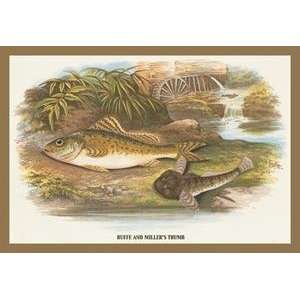  Vintage Art Ruffe and Millers Thumb   Giclee Fine Art 