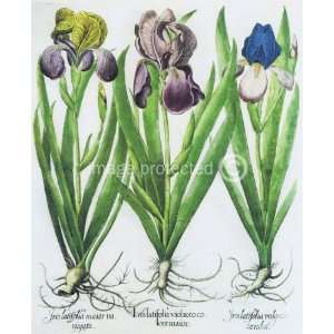  German Iris Basilius Besler Vintage Botanical MOUSE PAD 