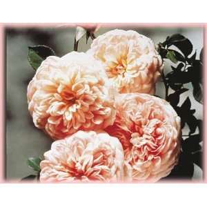   Darby (Rosa English Rose)   Bare Root Rose Patio, Lawn & Garden