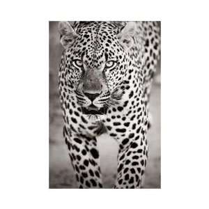  Andy Biggs   Leopard Portrait Giclee