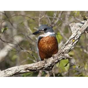  Ringed Kingfisher Perched on a Tree Branch, Pantanal 