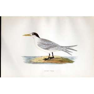  Allied Tern Bree H/C 1875 Old Prints Birds Europe