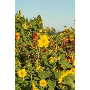  Sunflower Seed Mix  Covers 50 Square Feet Patio, Lawn & Garden
