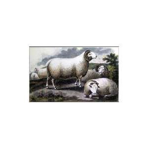  Horned Sheep I Poster Print