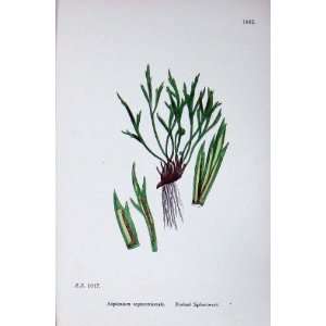  Forked Spleenwort Botany Plants C1902 Asplenium Colour 