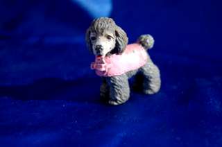 Toy Poodle dog so cute w Pink Sweater coat  